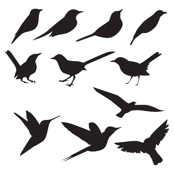 Векторное Изменение Силуэтов Птиц — стоковый вектор