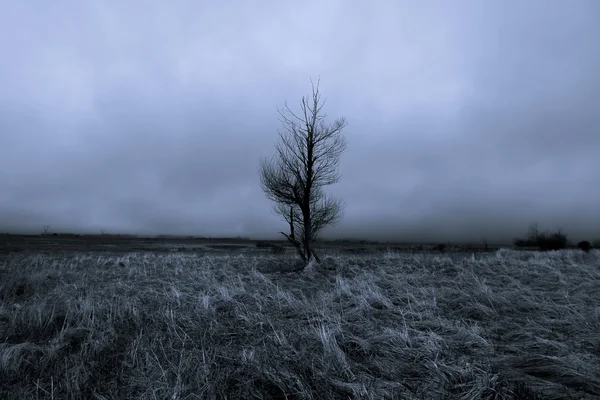 Samotne drzewo w lesie mglisty — Zdjęcie stockowe