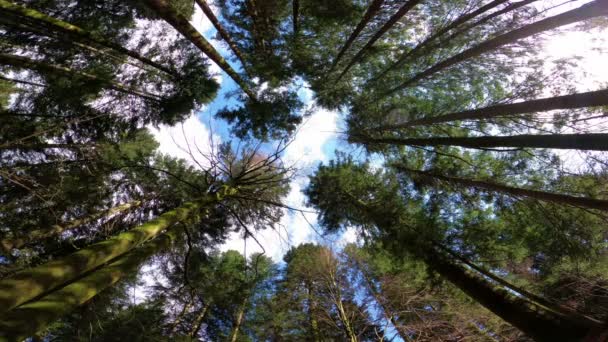 松树枝条的低角度视图 蓝色的天空映衬着圆形的扇形图案 实时视频4K — 图库视频影像