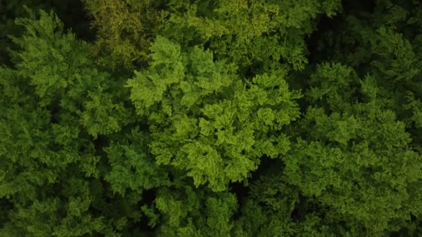 Grüner Wald Von Oben Nach Unten Luftaufnahme — Stockvideo