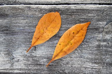 Arka plan sonbahar defne yaprakları