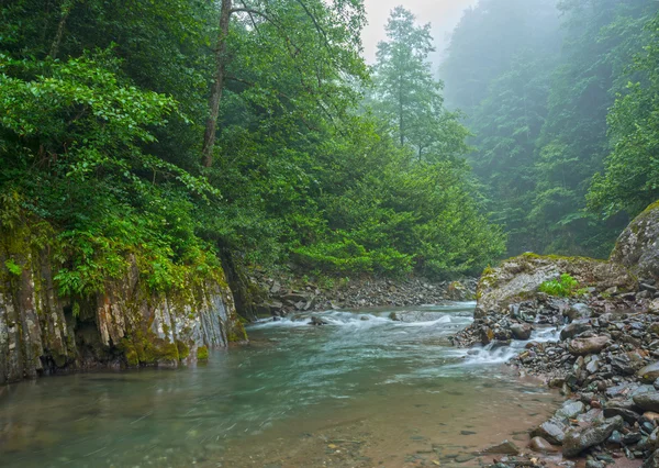 Mountain river surrounded with forest — Stock Photo, Image