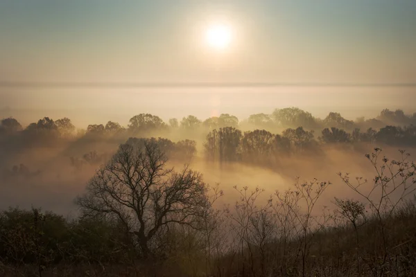 Natur, Nebel und Sonnenlicht — Stockfoto