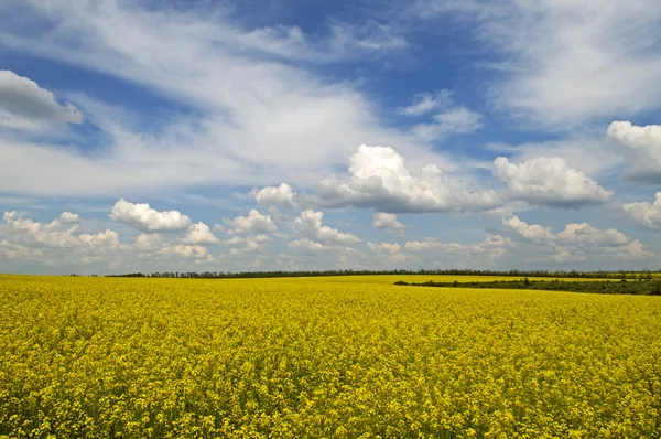 Zee van geel koolzaad bloemen — Stockfoto