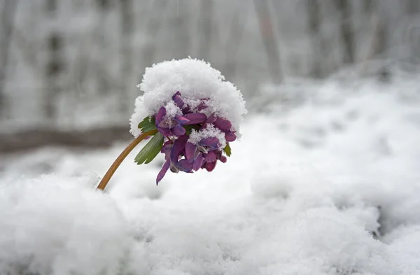 Snow powdered flower Royalty Free Stock Photos