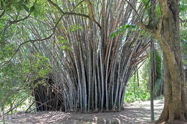 Gigantische bamboe in park — Stockfoto
