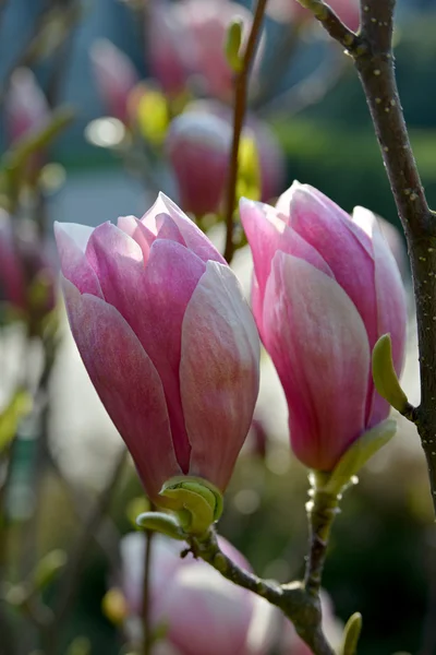 Deux nouvelles fleurs de magnolia — Photo