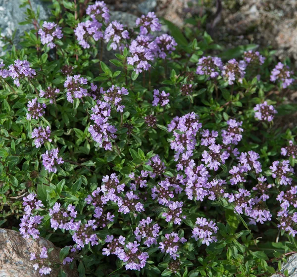 Kekik çiçekleri taşlar arasında
