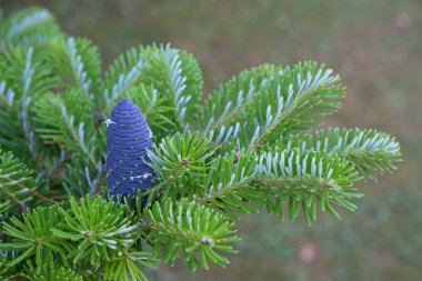 greenbranch parlak koni ile
