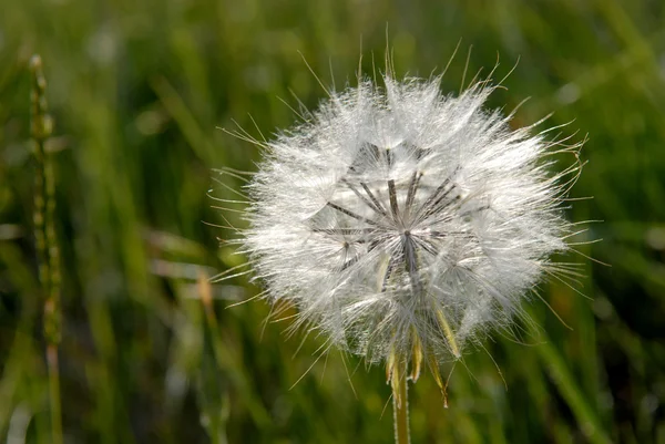 Dandelion - ripe fruits — Stock Photo, Image