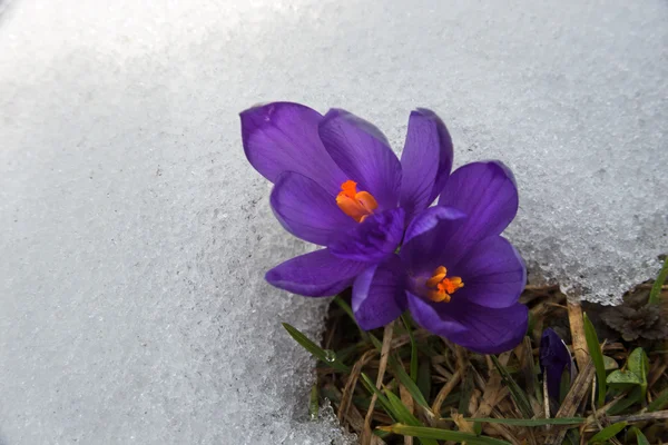 Crocus in snow surround_ — Stock Photo, Image