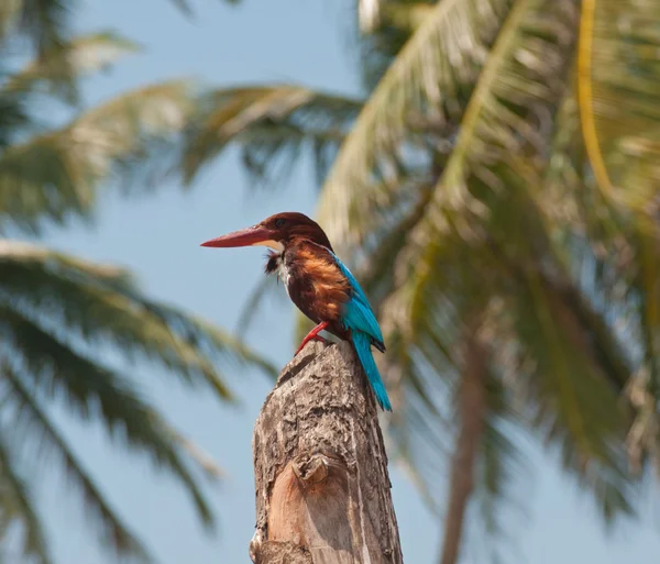 Tropikalny Kingfisher na drewno — Zdjęcie stockowe
