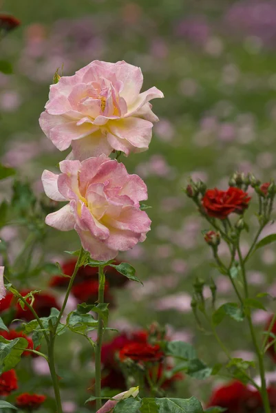 Roses in garden — Stock Photo, Image