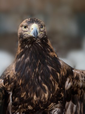 Kartal bir kıç yoğunluğu ile bakar