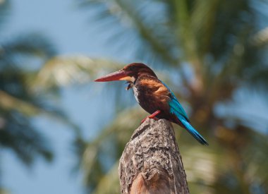 Parlak tropikal Kingfisher
