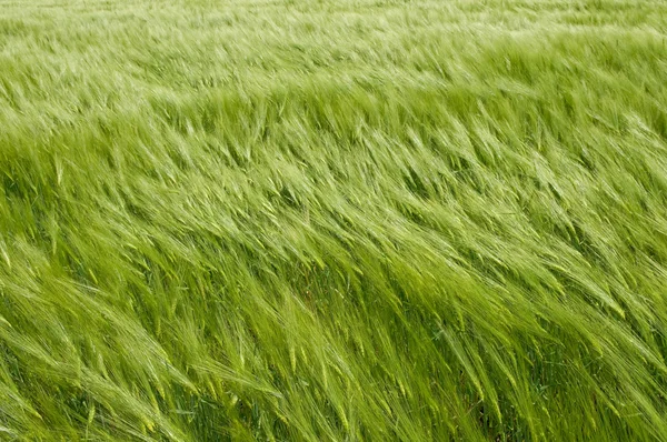 Weizenland bei böigem Wetter — Stockfoto