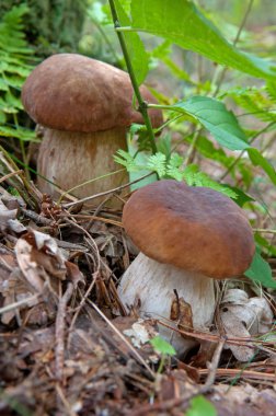 ormandaki iki porcinies