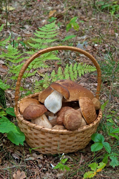篮子里的蘑菇 — 图库照片