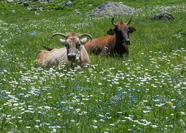 Vacas ruminantes no prado de flor — Fotografia de Stock