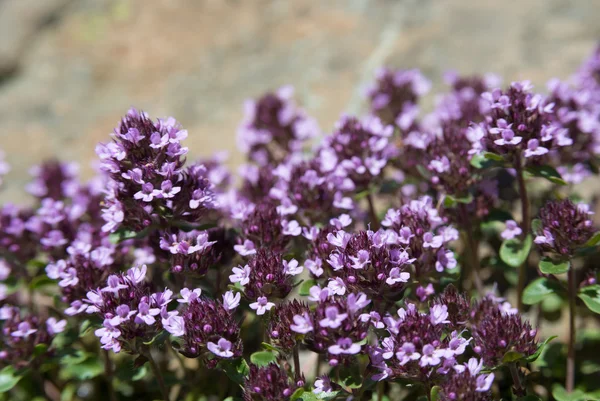 百里香开花 _ 特写 — 图库照片