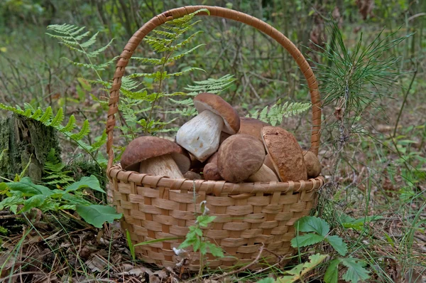 Cogumelos Porcini em cesta — Fotografia de Stock