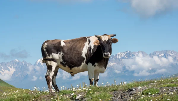 Vaca blanca y negra en el prado alpino — Foto de Stock