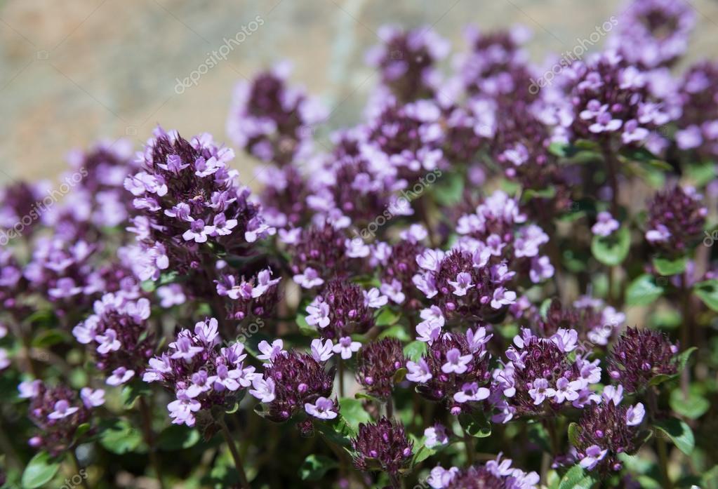 Many thyme flowers — Stock Photo © ggaallaa 104944582