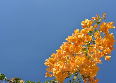 mavi turuncu çiçekler ile boş