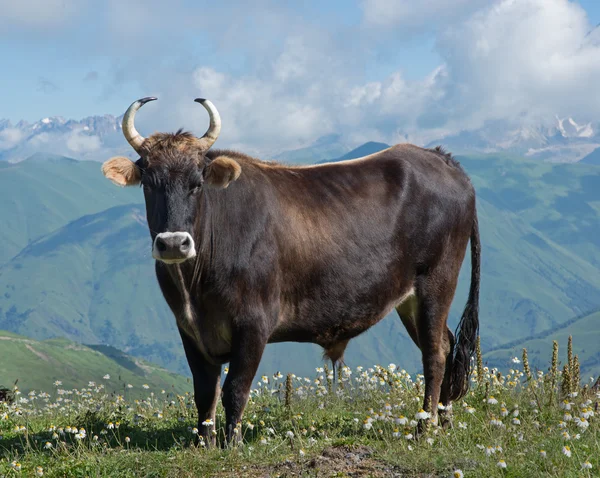 Brown bull on meadow — Stock Photo, Image