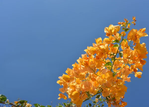 Modrá prázdné s oranžovými květy — Stock fotografie