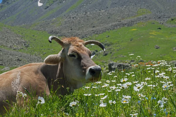 Cow among  white pyrethrum — Stock Photo, Image