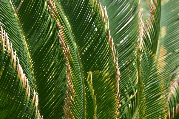 Palms leaves background — Stock Photo, Image