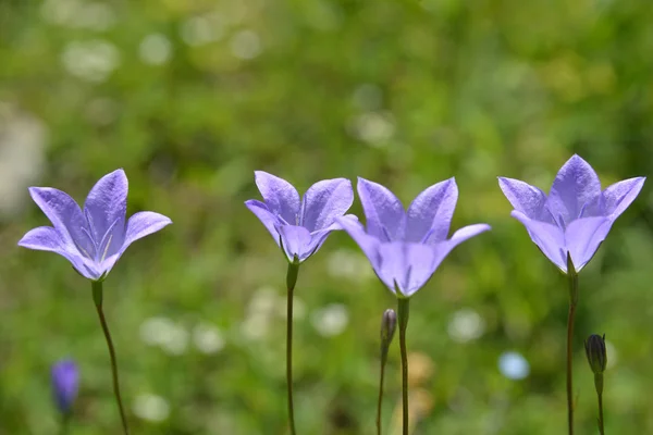 Mor bellflowers karşı doğal yeşil arka plan bulanıklık — Stok fotoğraf