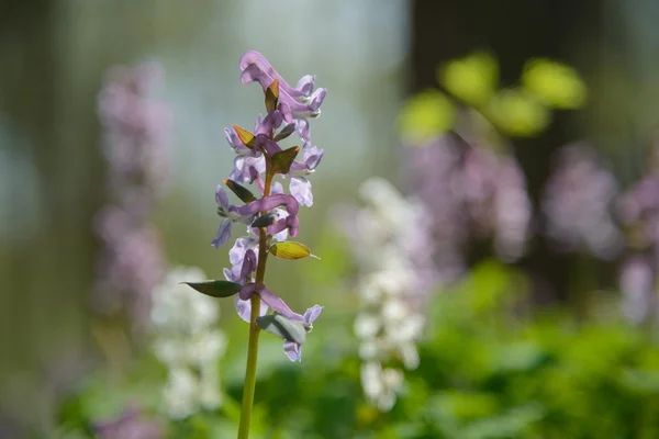 Birthwort flower close-up — Stock Photo, Image