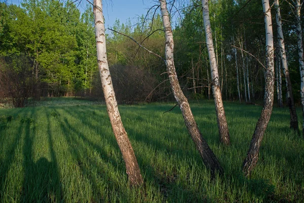 Береза и тени на траве — стоковое фото