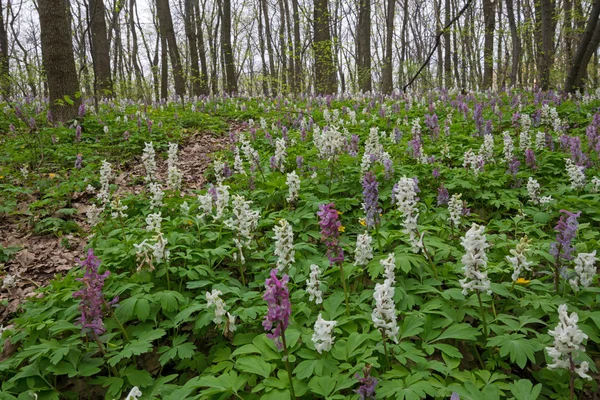 Veelkleurige bloem-bed in bos — Stockfoto