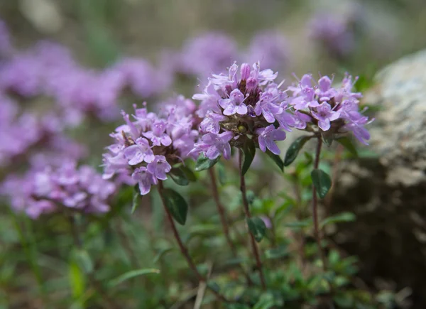 birkaç kekik çiçekleri - yakın çekim
