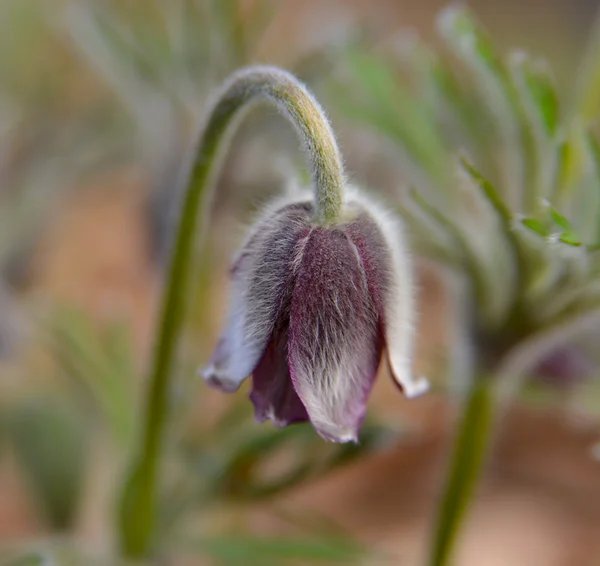 Východní pasqueflower _ makro — Stock fotografie