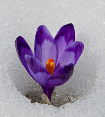  Menekşe crocus_close-up