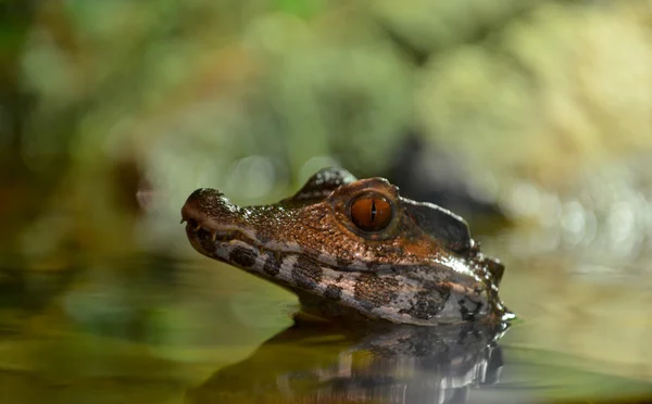 Little crocodile over the water — Stock Photo, Image