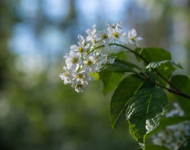 kuş kiraz çiçeği