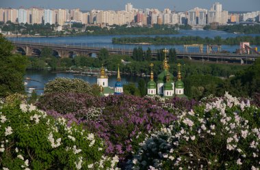  Kiev leylak çiçeği