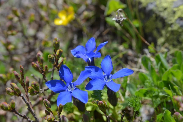 Fleurs de gentiane gros plan . — Photo