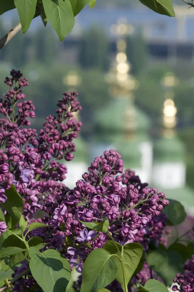 Fialovými květy církevní pozadí — Stock fotografie