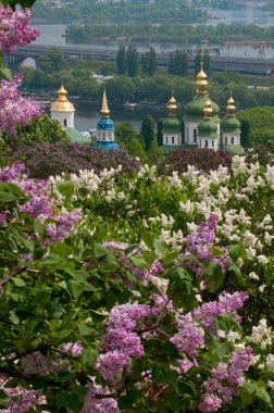 Lilac tree blossom in Kiev clipart