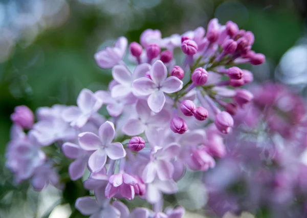 Mooie Lila blosssom — Stockfoto
