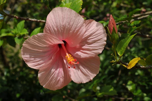 Pink  hibiscus close-up