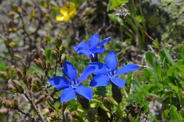 Blue gentiana flowers — Stock Photo, Image