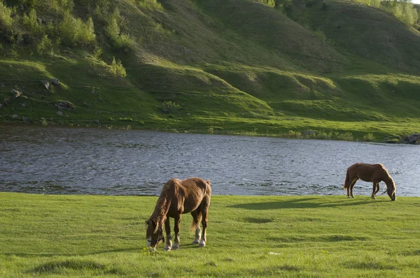Horses grazing near water — Stock Photo, Image