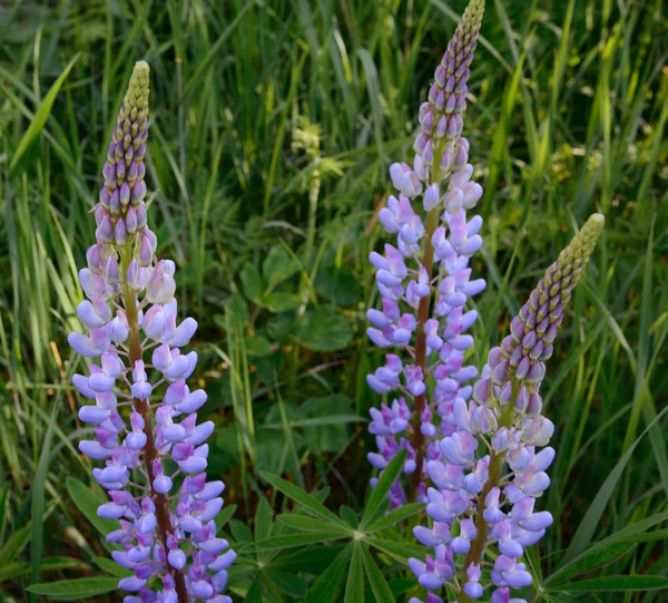 Violet lupine flowers — Stock Photo, Image